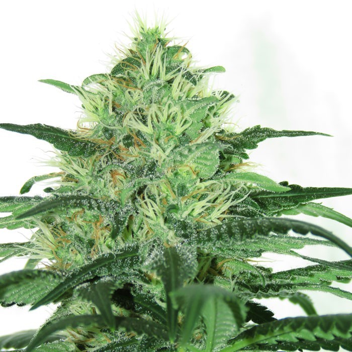 SIDERAL Feminized Cannabis Seeds